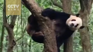 Watch: How does a clumsy panda get off a tree?