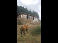 dangerous tiger attack on goat shorts viral viralvideo