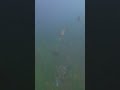 40 Seconds Of Insane Freshwater Fish Underwater | #gopro #shorts 🐟