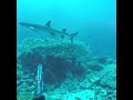 Ryan Myers Spearfishing - Spearfishing for Giant tuna and coral trout in Fiji