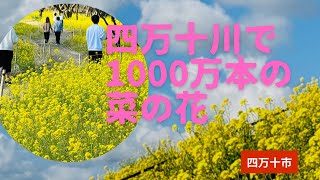 四万十川の河原で1000万本の菜の花が満開！光る花の小惑星(四万十市)