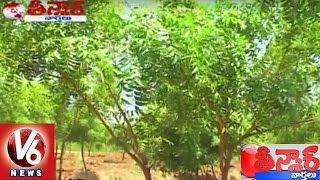 Savitri Funny News On Neem Tree | Teenmaar News | V6