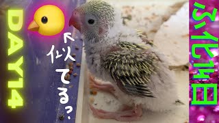 【気になるお外】セキセイインコ ヒナ孵化14日No14★Hatched! DAY14#shorts #セキセイインコ