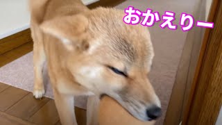 【柴犬小夏】お姉ちゃんが来るまで嬉ションは我慢するスタイル　お留守番はおとなしい　生後４ヶ月