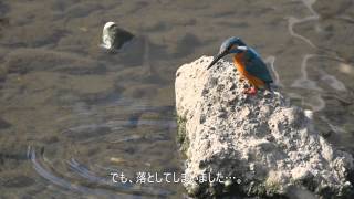 【4K】カワセミ（サクラとホバリング）