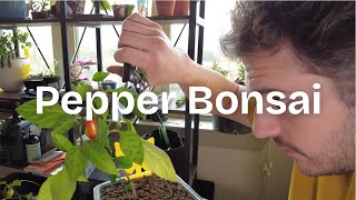 Getting Started with Bonsai Peppers: Seeds, Cuttings, Propagation & Secret Tips