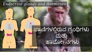 ಪ್ರಾಣಿಗಳಲ್ಲಿರುವ ಗ್ರಂಥಿಗಳು ಮತ್ತು ಹಾರ್ಮೋನಗಳು|endocrine glands \u0026 homones|ncert science in kannada