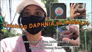 MASSIVE DAPHNIA SEEN IN KANAL (Paano, Saan, Kailan,Makakahuli ng Daphnia)Tagalog w/Eng Sub | ARTURAM