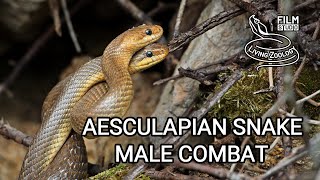 Aesculapian snake male combat, big non-venomous snake fight for dominance (Zamenis longissimus)