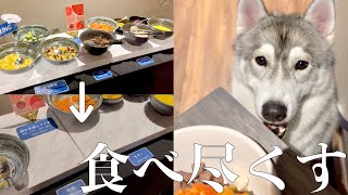 【大食い】お犬様専用バイキングで爆食するシベリアンハスキー