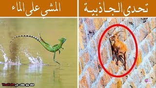 15 حيوان يمتلك قدرات خارقة تتحدى سوبر مان !!