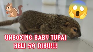 UNBOXING BABY TUPAI HARGA 50 RIBU