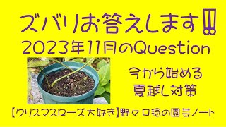 ズバリお答えします‼️ 2023年11月の Question