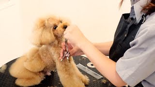 【トリミング】大好きな愛犬のデザインカットが出来上がるまで。リボンからスカートまで盛り沢山♪【トイプードル】