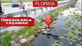 TİMSAHLARLA YAŞAM \u0026 FLORIDA NAPLES \u0026 LIFE WITH CROCODILE