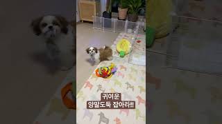 귀여운 양말 도둑 잡아라!!🐶🐶🐶🐶🐶#시츄 #귀여운 강아지