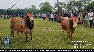 Sylheti Mostan 1 VS  Bagh Baicca | Bullfight Chattak Lokkipur 20-04-24