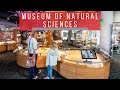 Don't Miss the North Carolina Museum of Natural Sciences - Raleigh's Best Museum