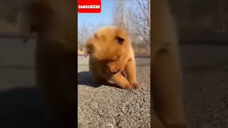 Cute pet short video #shortvideo #short #funny #tiktok #puppy #shorts #mrentro #dog