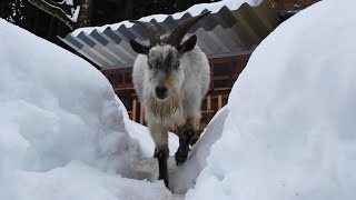 ここはどこだ？大雪で景色が変わり戸惑う「つくば」初めての大雪体験 吉懸牧場 2021年1月13日 goat who experienced heavy snow for the first time