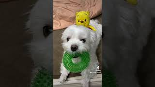 #shorts Cute dog as it is 🐶 [Maltese]