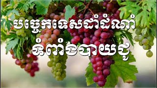 Grape Growing Technique របៀបដាំដំណាំទំពាំងបាយជូ