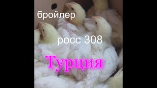 Бройлер росс 308 Турция 20 дней