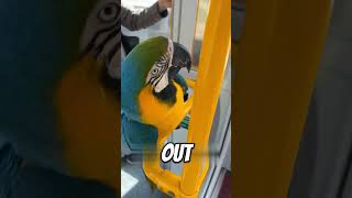 This parrot was trashed for an unbelievable reason