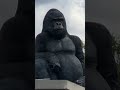 ape