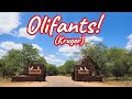 Olifants Rest Camp! Ep 431