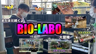 【バイオラボ】BIO-LABOの魅力を深堀り！ストラップにコケリウム、ガチャまで！？後編【奈良のめだか屋】