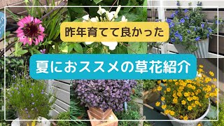 少しずつ準備『夏におススメの草花』12種類の草花紹介/4月中旬ガーデニングvlog