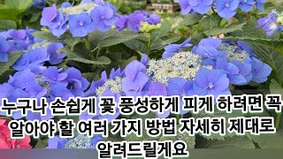 수국 꽃 색깔 바꾸려면 이렇게 하고! 꽃 풍성하게 피하려면 꼭  이렇게 하세요!!