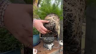 PLANTING ASPARAGUS FERNS #gardeninglovers #plantcare #basics #garden #gardener #diygardening #plant