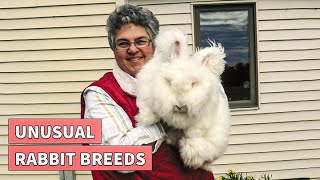 Rare & Exotic Rabbit Breads That can Make Great Pets
