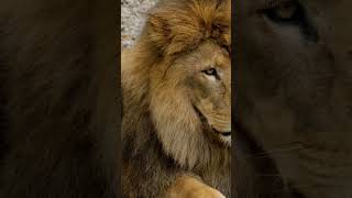 lion king jungle short video