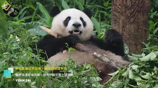 20220501 抱吃能量茄苳枝後，圓仔爬樹猛折枝 The Giant Panda Yuan Zai