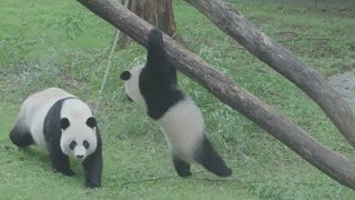 50 Years Of Pandas At The National Zoo