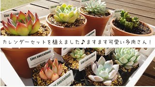 【多肉植物】カレンダーセットの苗を植えていきます！可愛さ増し増し♪