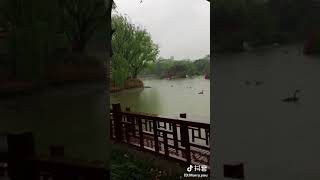 清明时节雨哒哒，路上行人淋断魂。借问酒家何处有？牧童遥指天鹅湖。