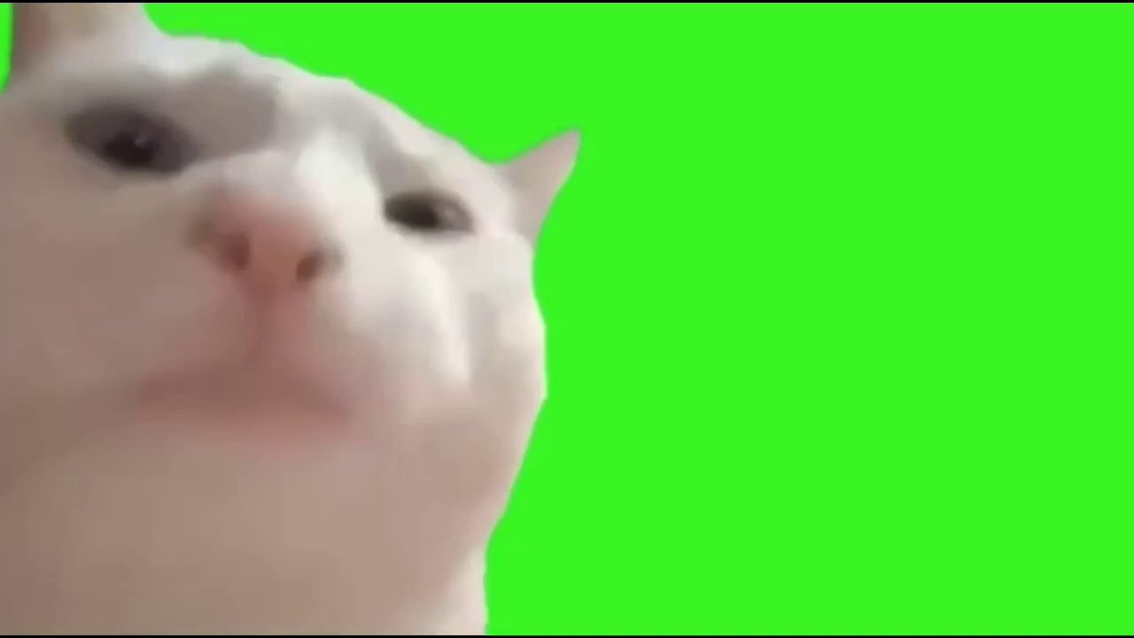 80 Vibing Cat Dancing Cat Meme Gif