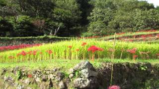 彼岸花と番所の棚田