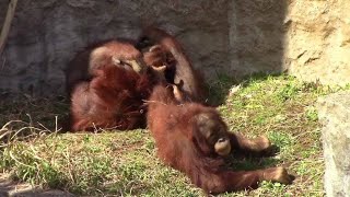 じゃれあうオランウータンの親子「スーミー＆ポポ」（市川市動植物園） Orang-utan Mother \u0026 Baby