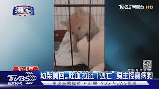 #獨家 幼柴買回...吐血.拉肚「1週亡」 飼主控賣病狗｜TVBS新聞