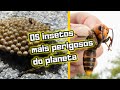 ESSES SÃO INSETOS MAIS PERIGOSOS DO PLANETA... Os 10 insetos mais perigosos do mundo...