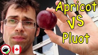 Turkish Apricot and Red Velvet Pluot Review - Weird Fruit Explorer in Montreal - Ep 332