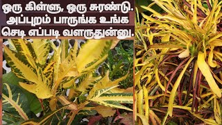 crotons- easy propagation and how to make bushy in tamil.  mygardenvoice tamil#. Eng sub