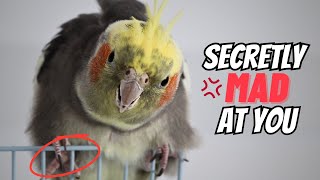 5 Signs Your Cockatiel is Secretly MAD AT YOU