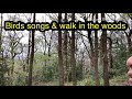 birds songs woods sound for relaxing เสียงนกร้อง ในป่า ฟังเพื่อผ่อนคลายก่อนนอน