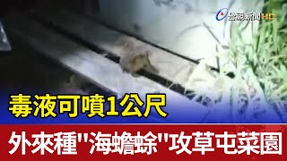 毒液可噴1公尺 外來種\